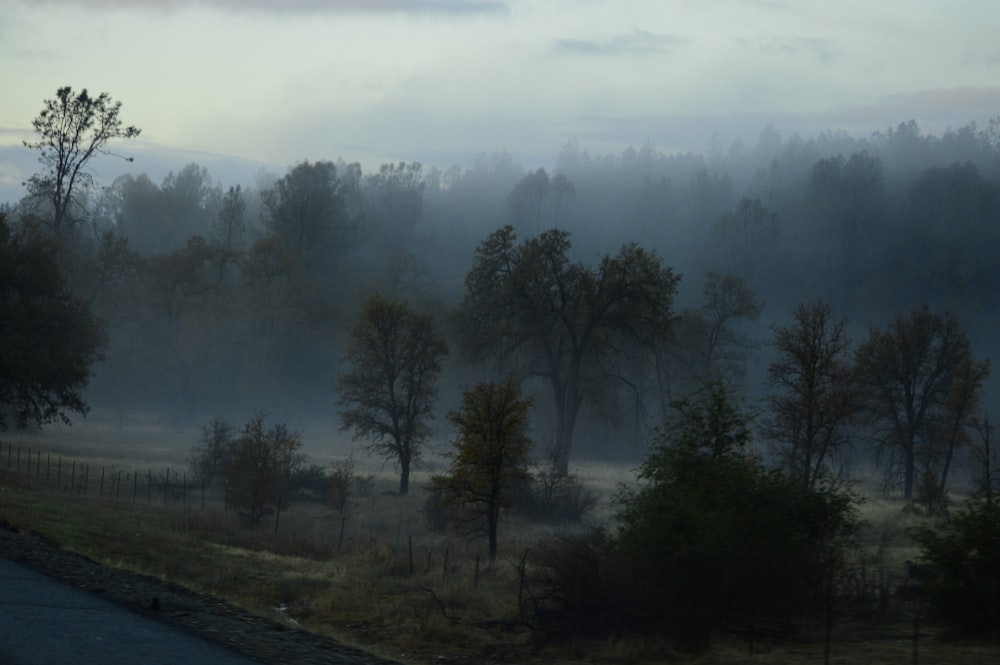 a foggy landscape with trees and a road