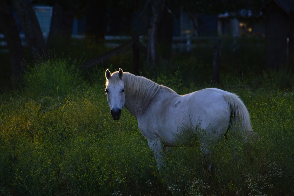Un cavallo bianco in piedi in un campo di erba alta