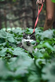 a black and white cat is being walked by a woman