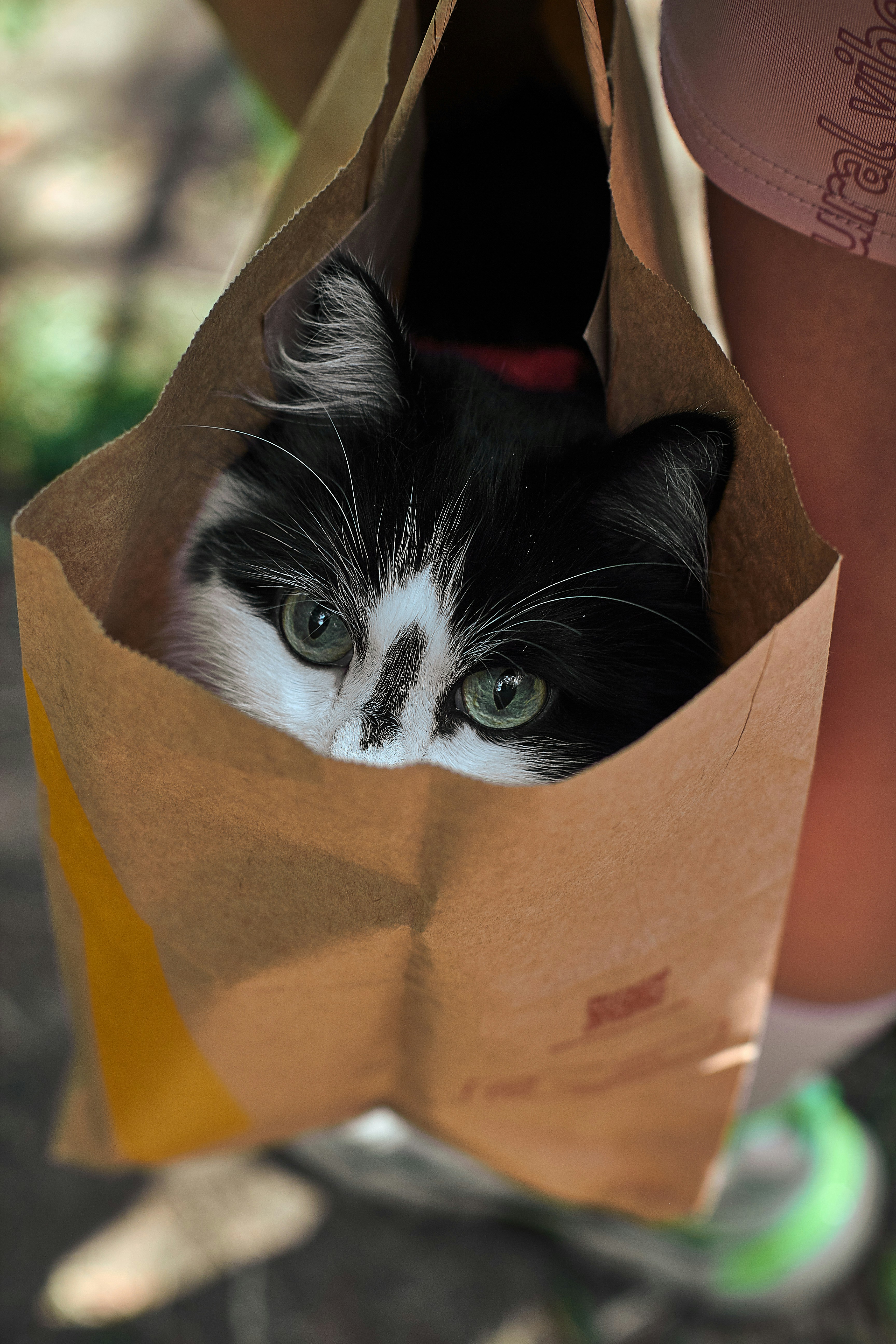 13. In Paper Bags: Crinkle, Hide, Repeat (image credits: unsplash)