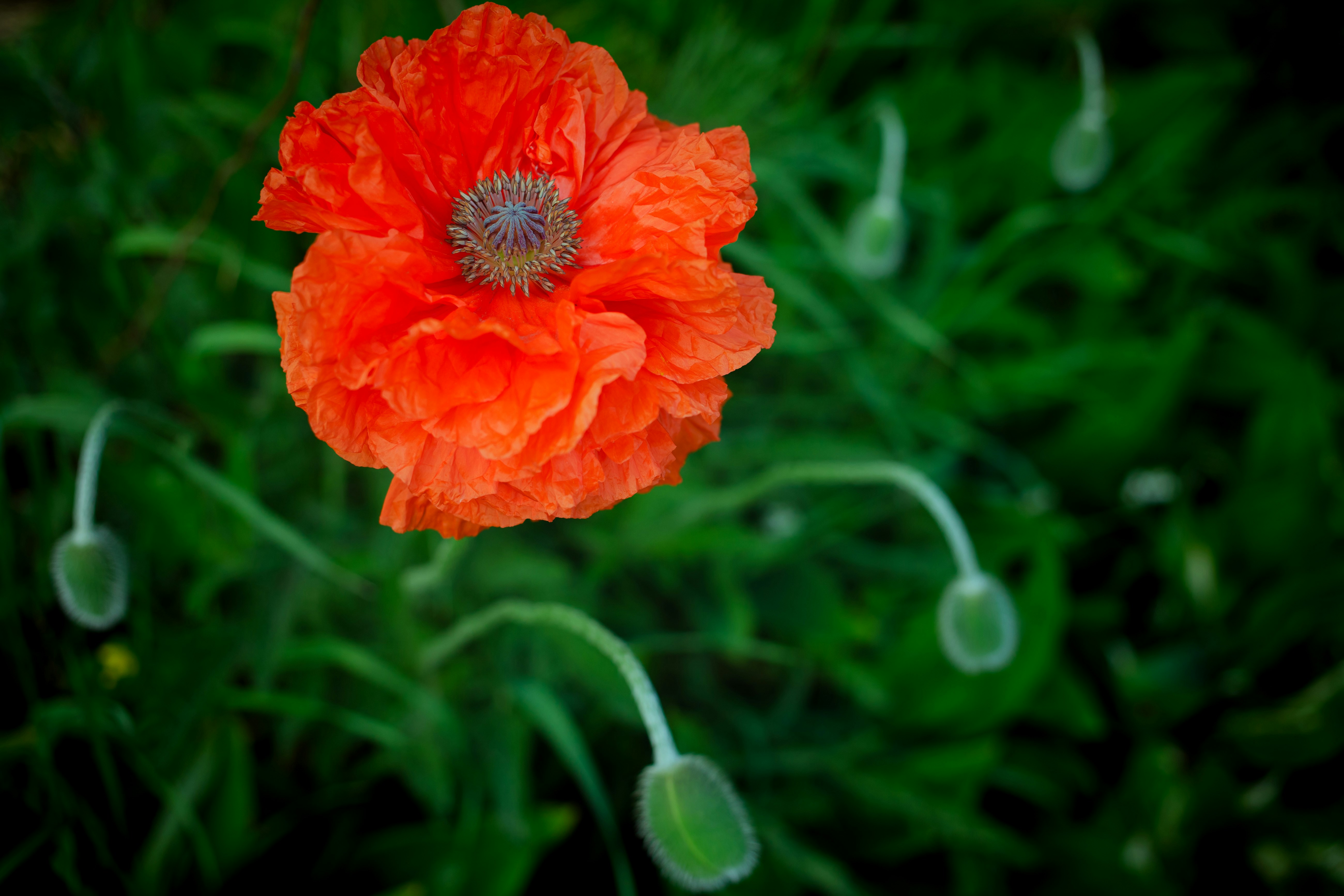 an orange flower with a green background