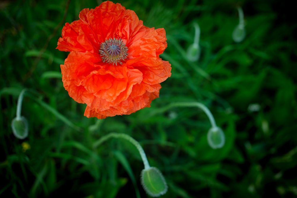 an orange flower with a green background