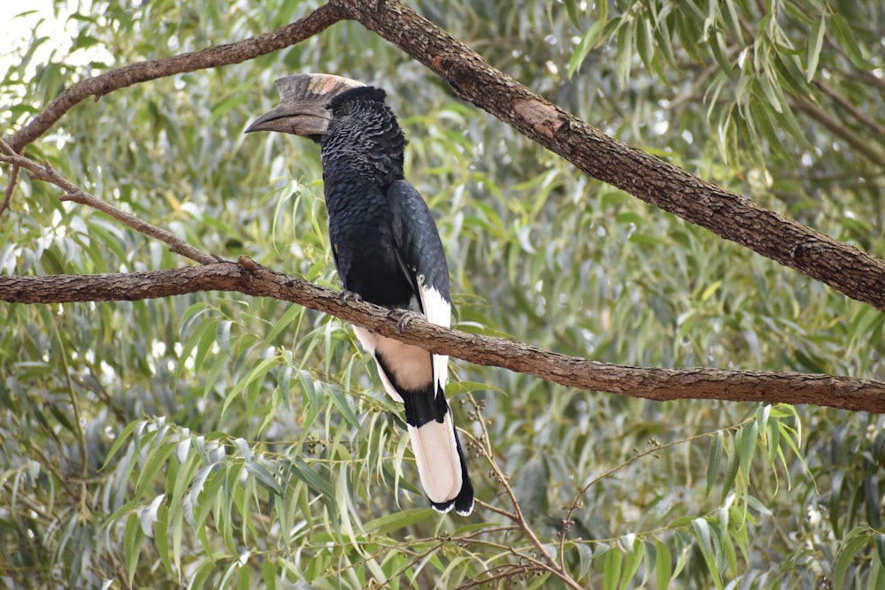 Ein schwarz-weißer Vogel sitzt auf einem Ast