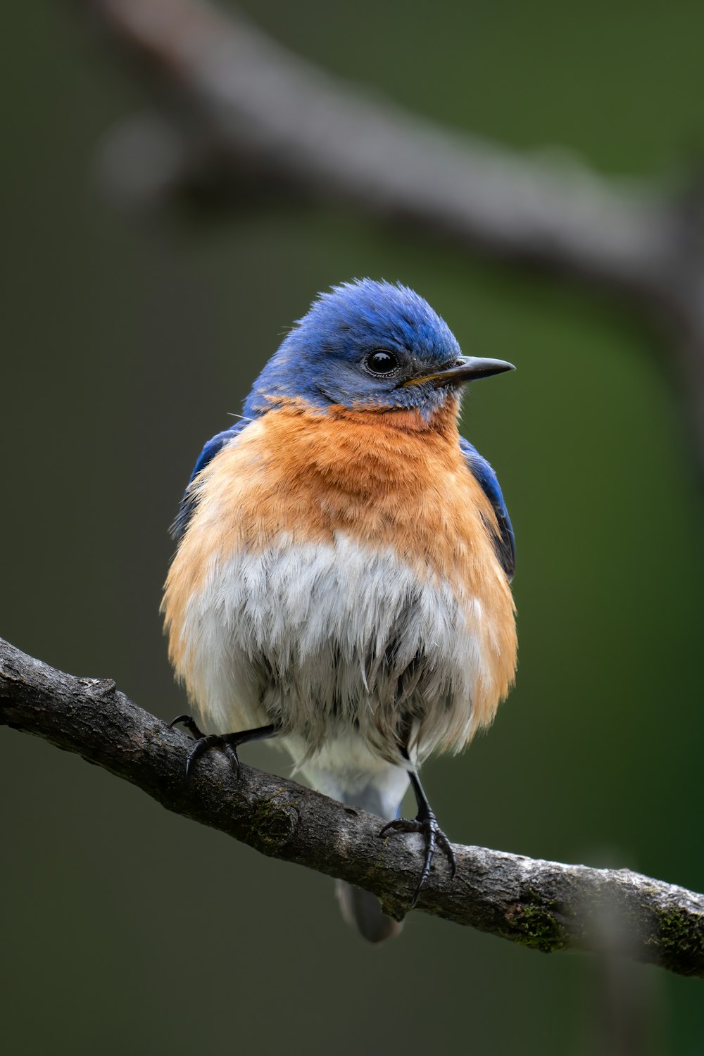 a blue and orange bird sitting on top of a tree branch