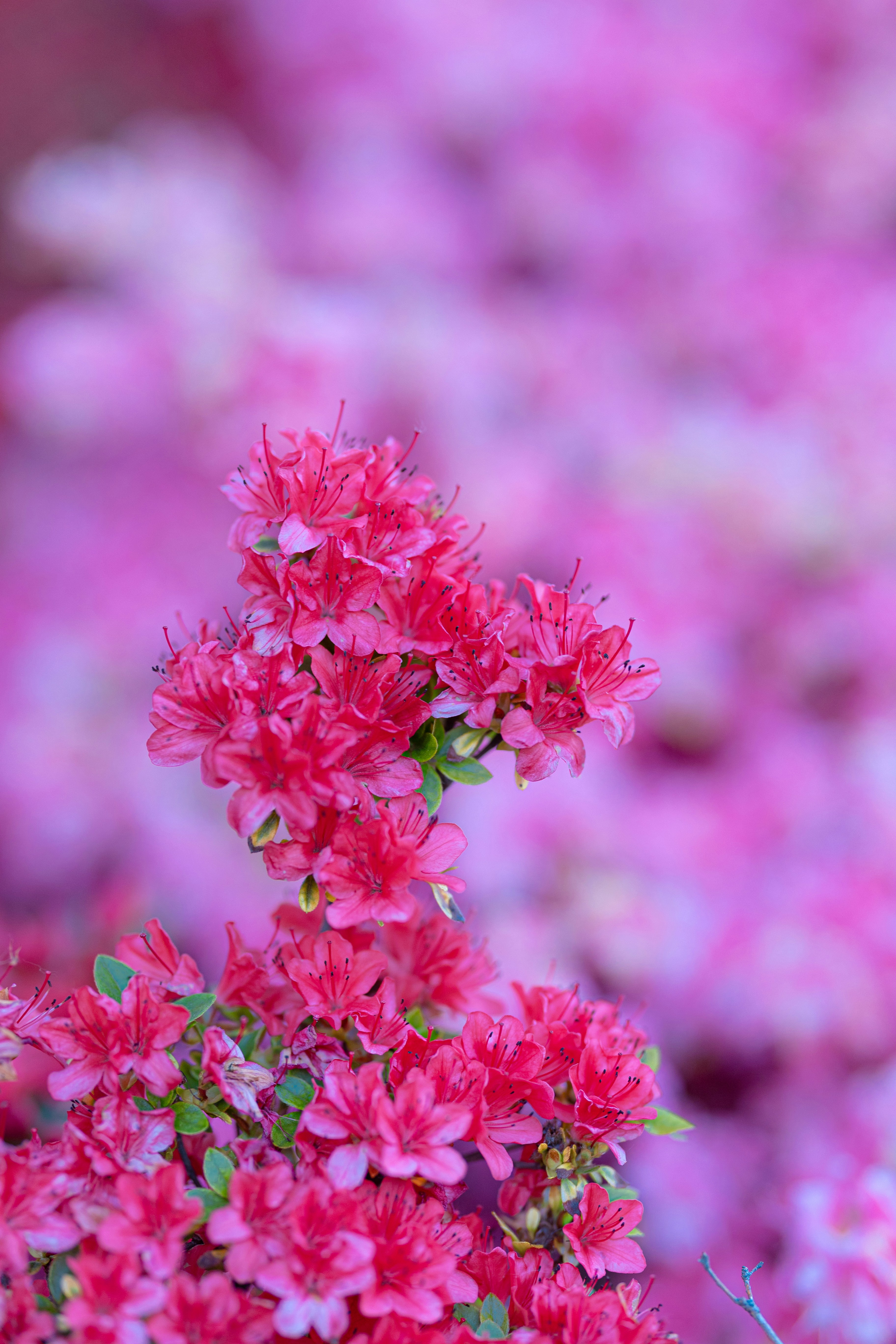 Photo by mohamadalnaimi