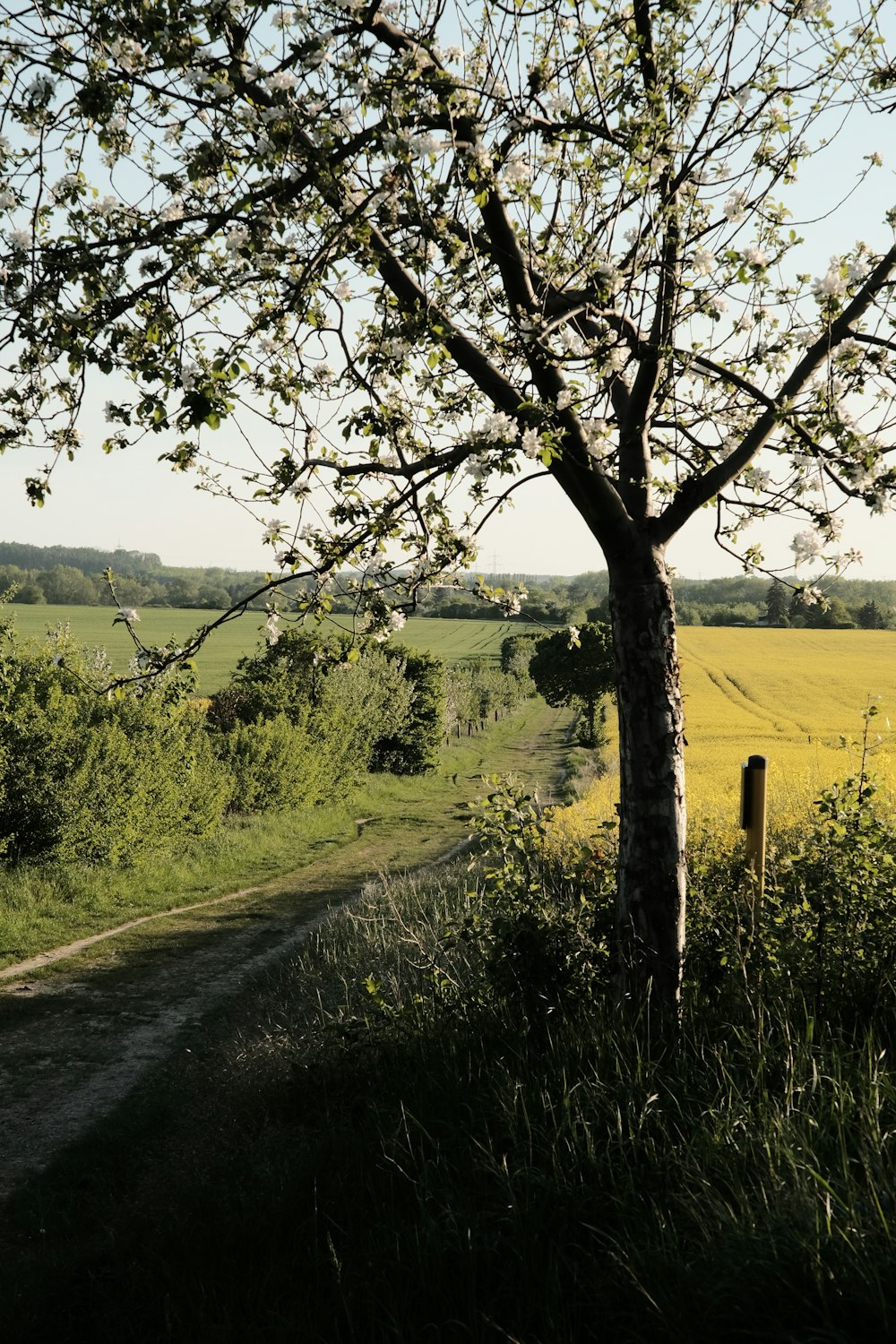 a tree in the middle of a grassy field