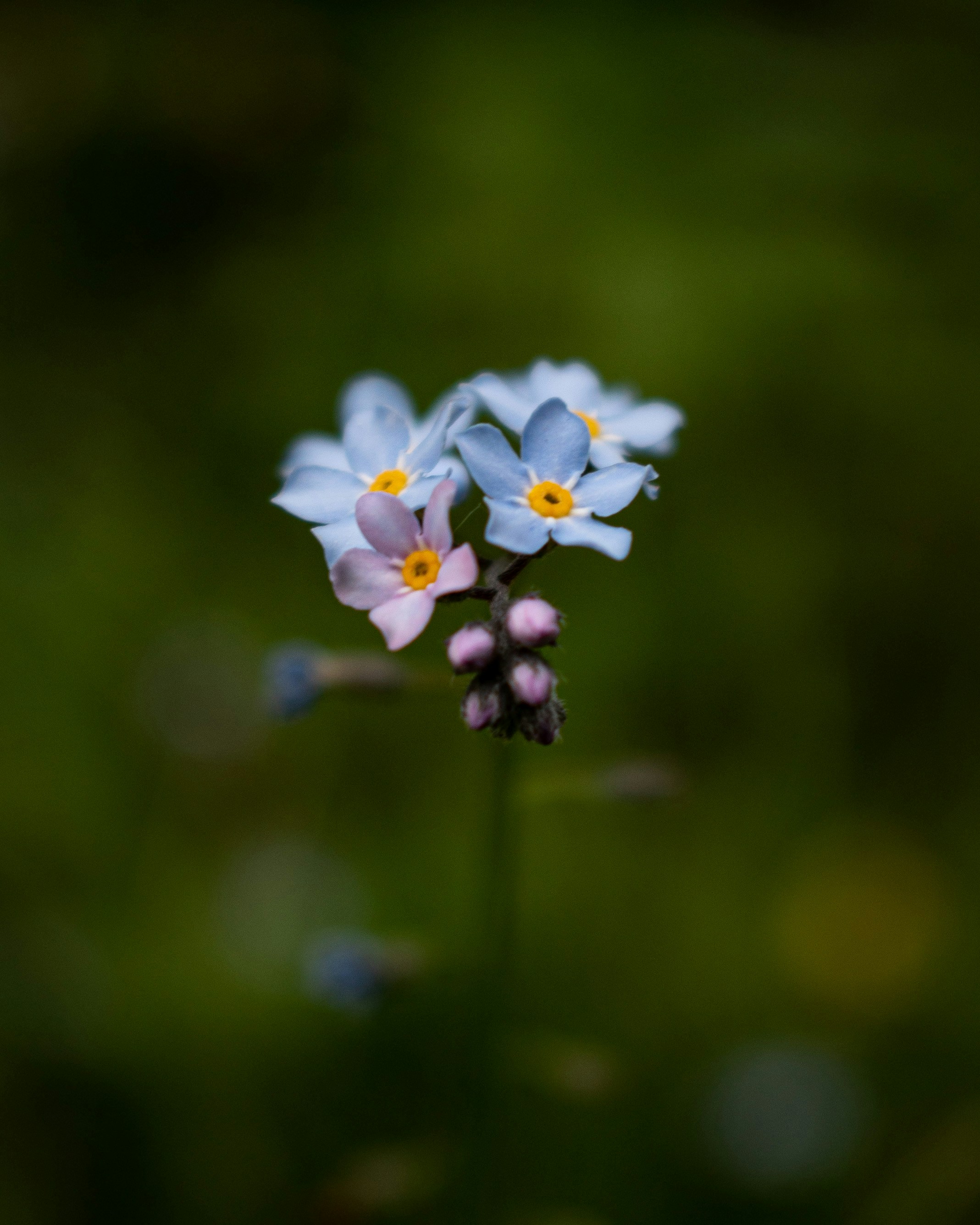 Photo by vjeblackbirdlion