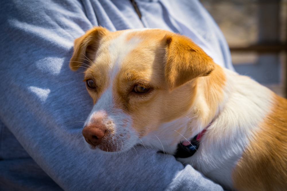a close up of a dog laying on a person's lap