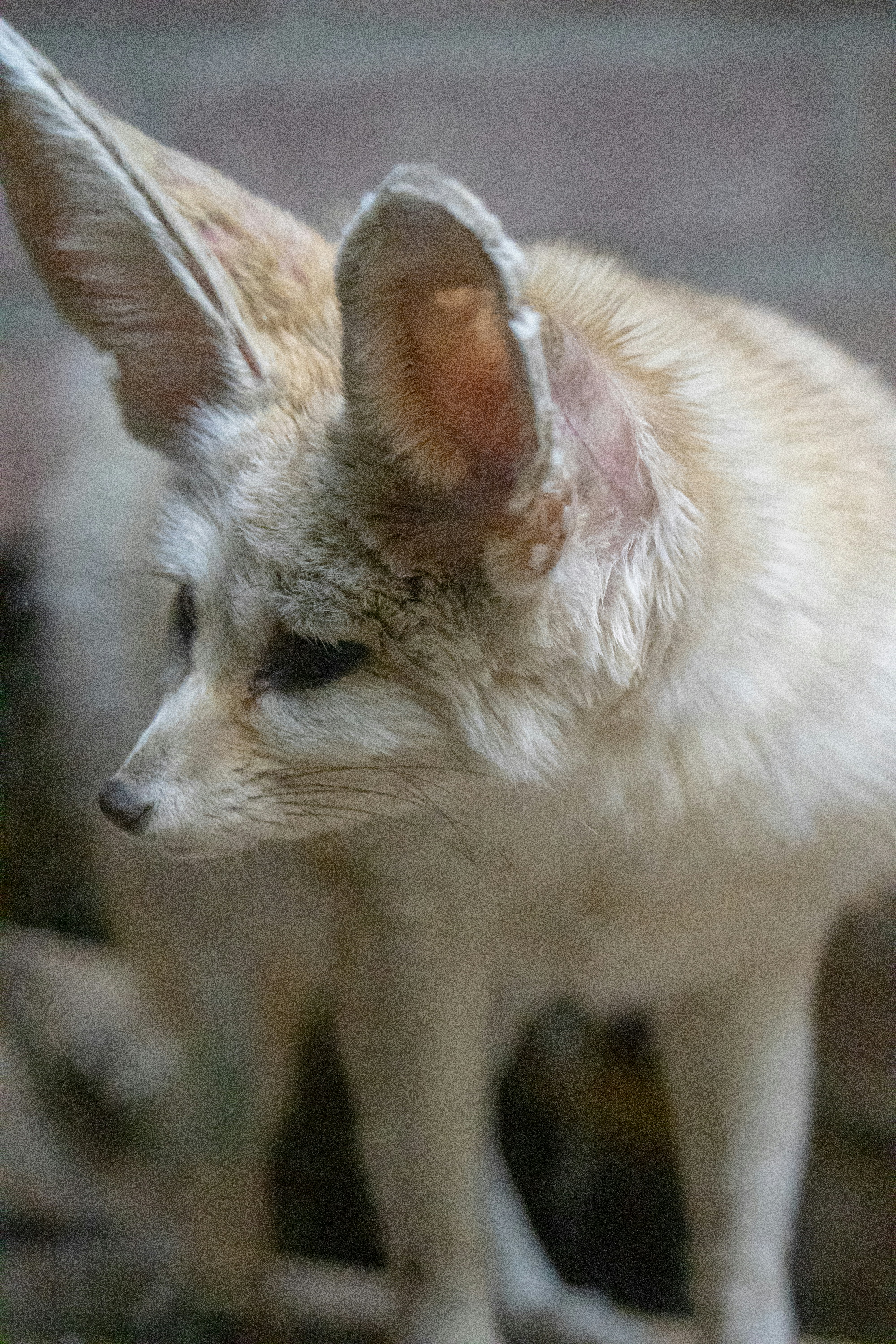 a close up of a small white dog