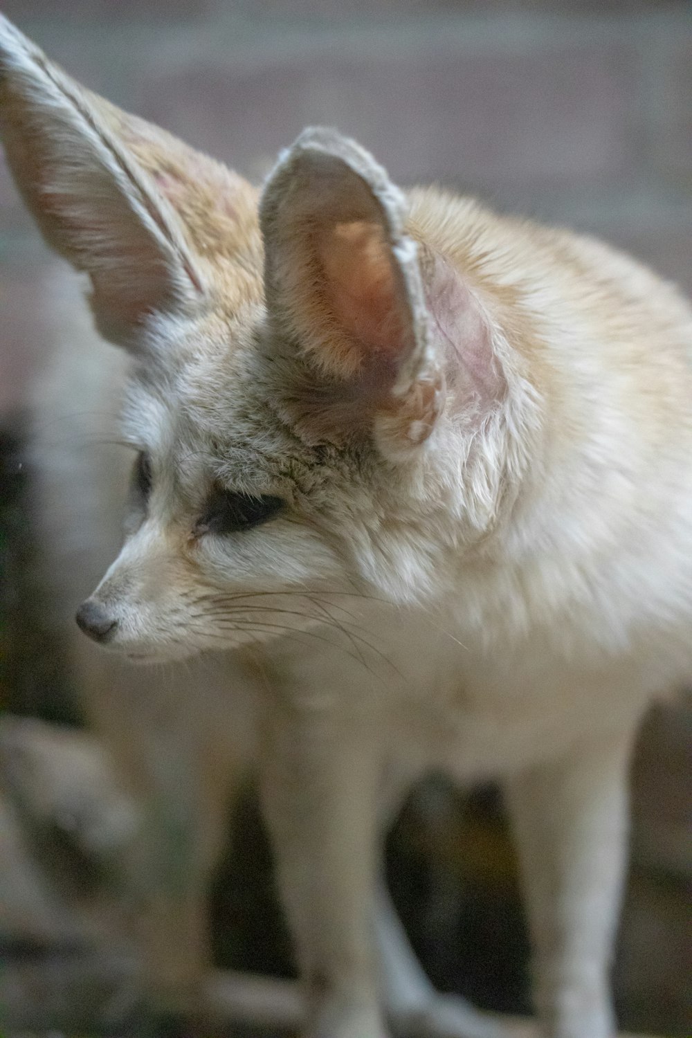 um close up de um pequeno cão branco