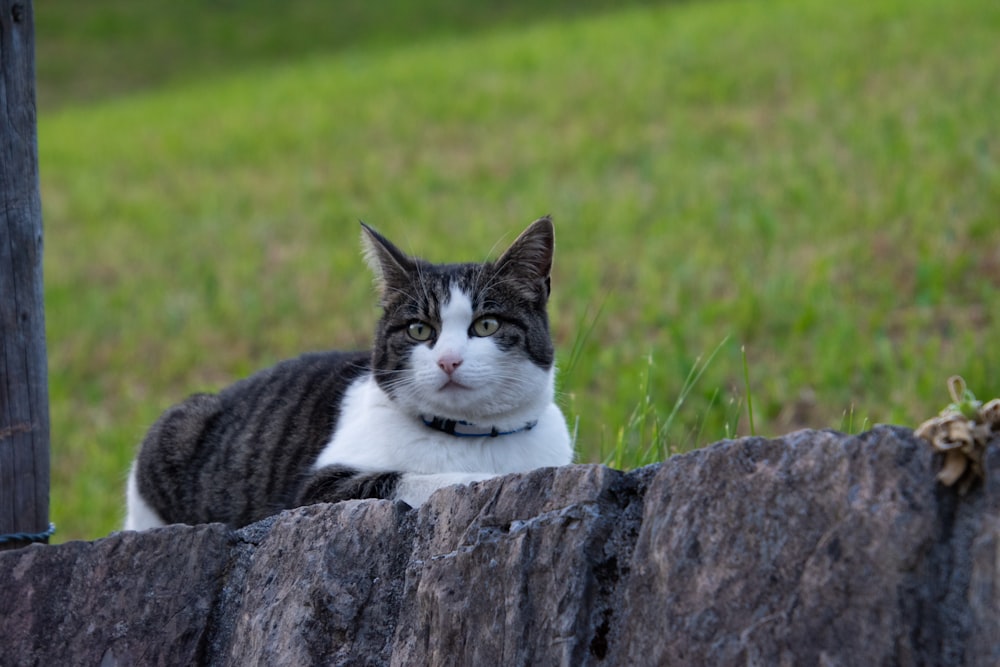 a cat sitting on top of a rock wall