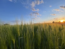 A field of tall green wheat stretches toward the horizon under a clear blue sky. The sunset casts a warm golden light on the wheat, highlighting its texture and gentle movement in the breeze. Scattered clouds decorate the sky, adding depth and contrast to the serene scene.