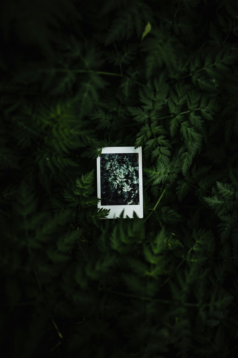 uma imagem polaroid de uma planta no meio de uma floresta