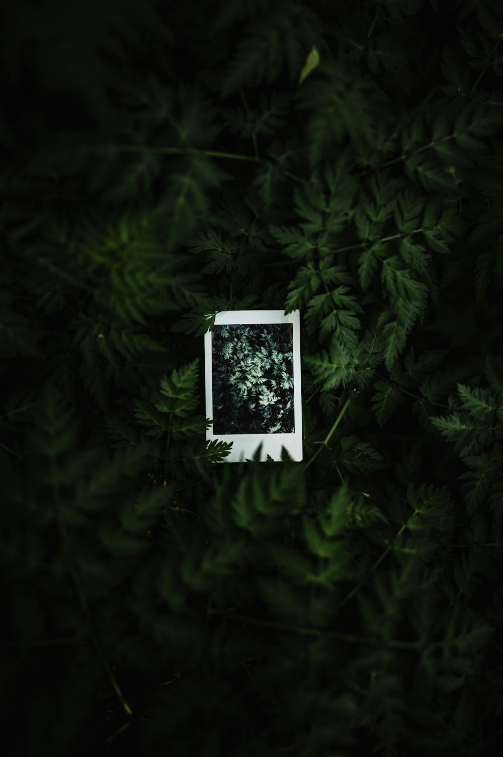 a polaroid picture of a plant in the middle of a forest