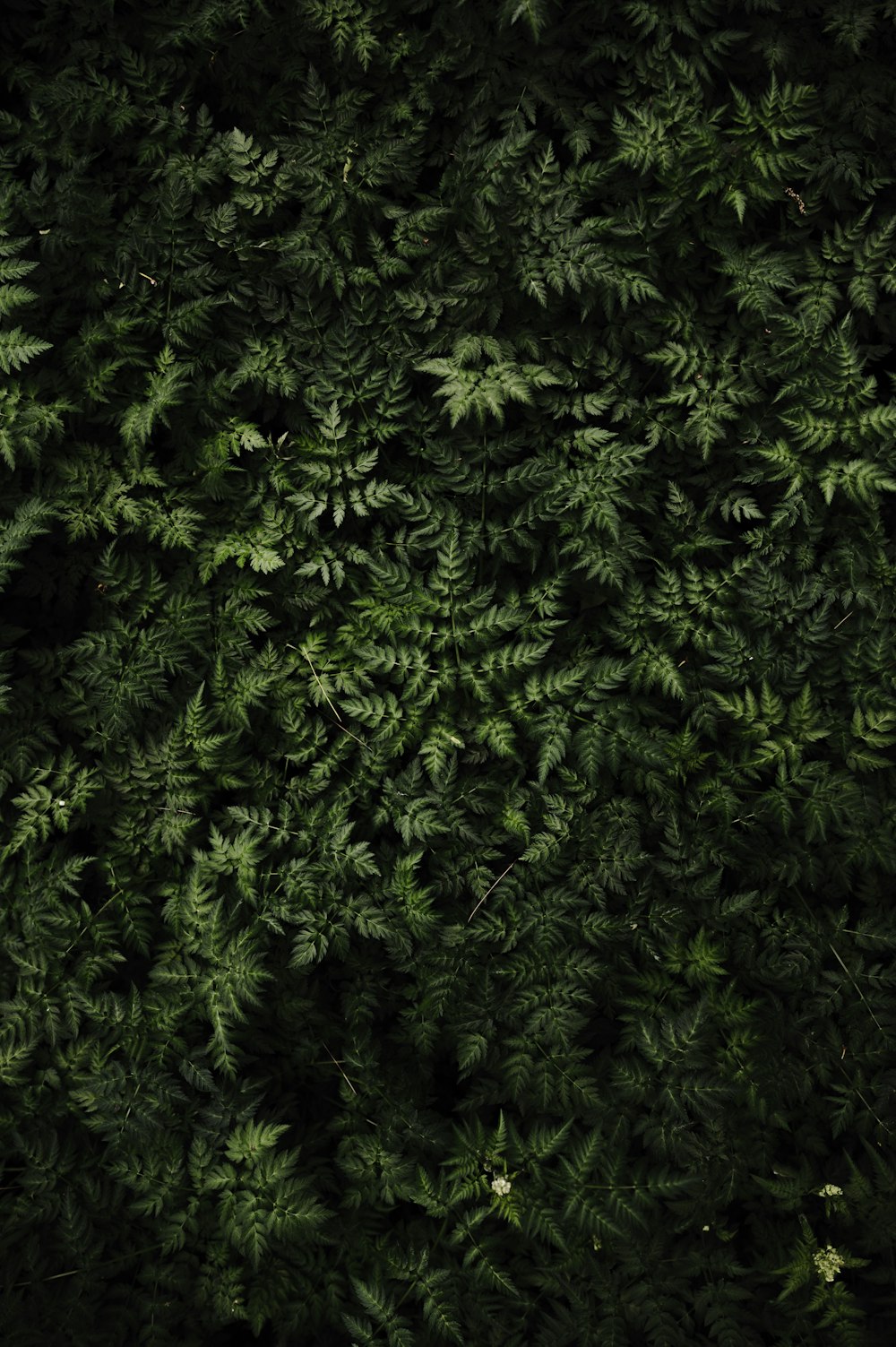 a close up of a green plant with lots of leaves