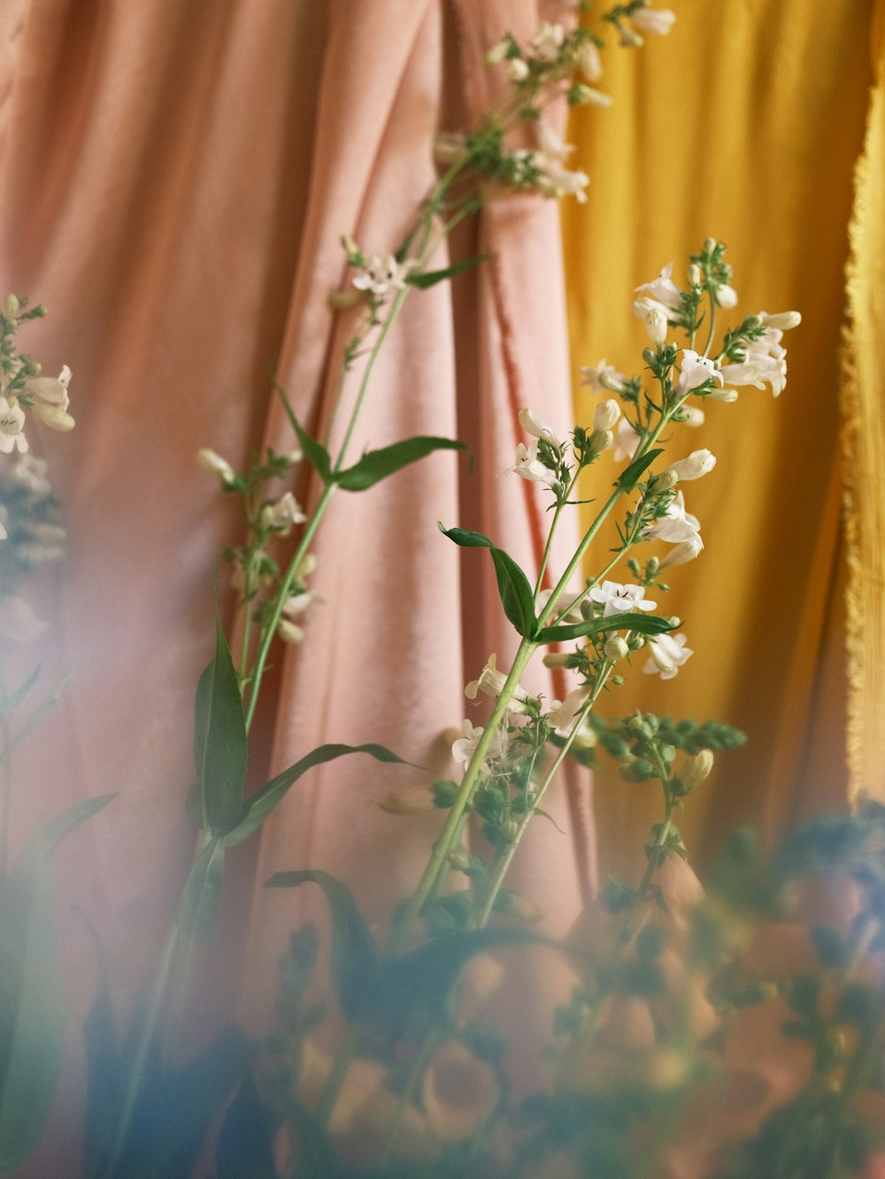 a close up of a bunch of flowers near a curtain