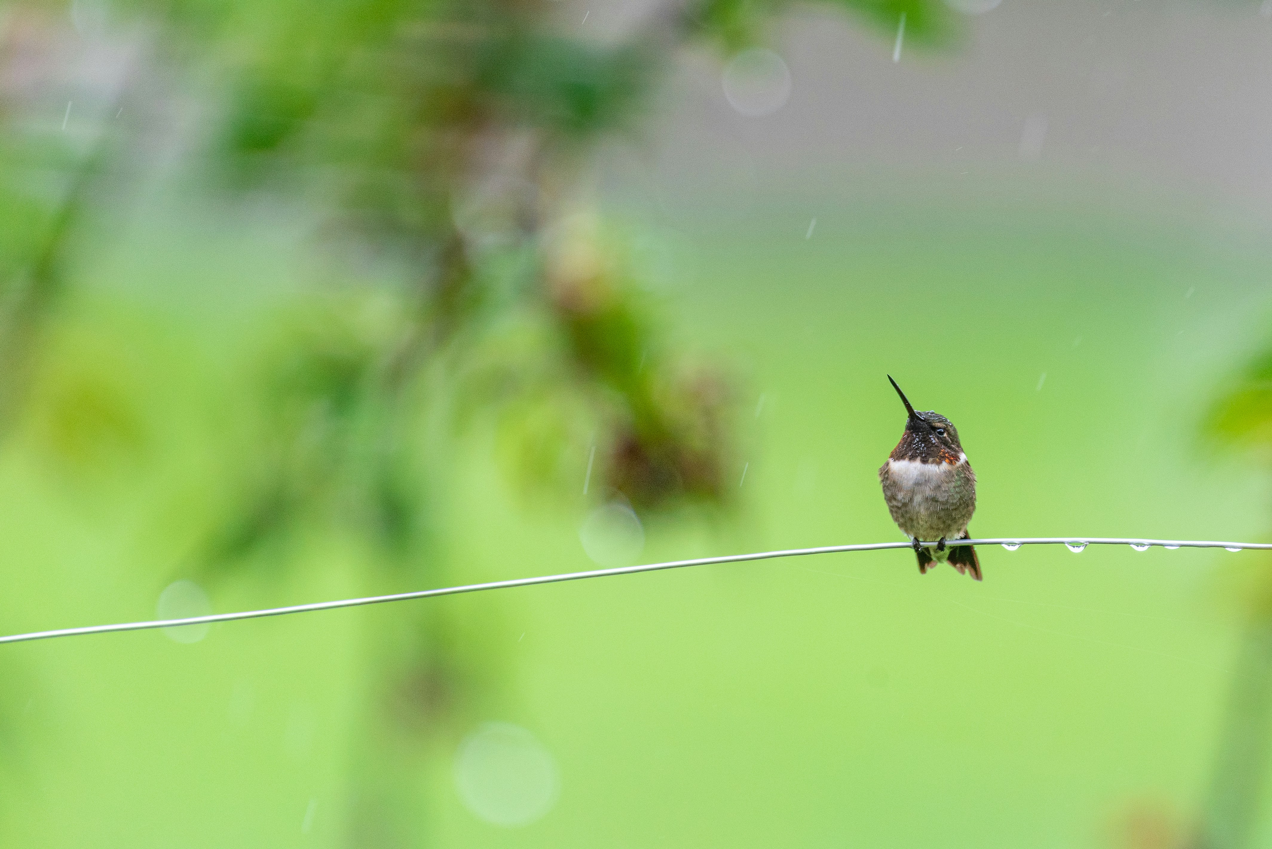 Photo by melissa_burovac