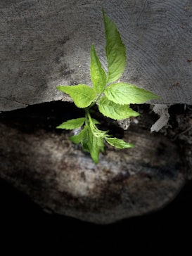 A bright green plant is growing through a gap in a large piece of weathered wood. The contrast between the vibrant leaves and the rough, grayish-brown texture of the tree trunk highlights the plant’s liveliness and resilience.