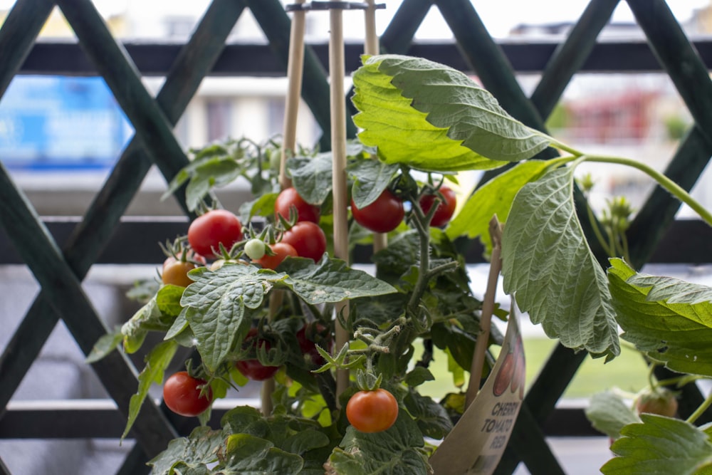 una pianta in vaso con pomodori appesi ad esso