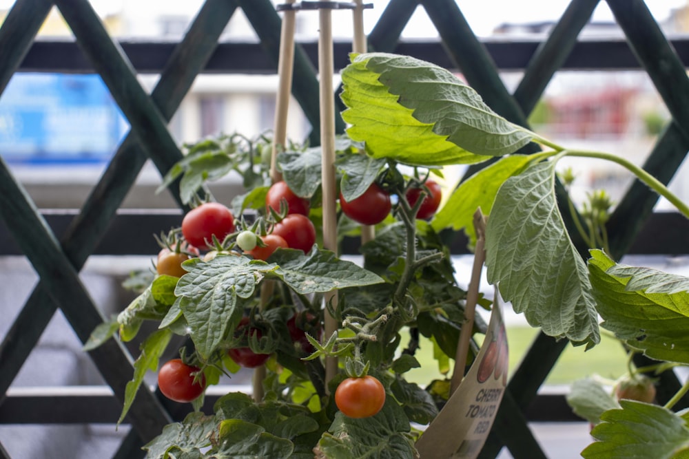 a potted plant with tomatoes hanging from it
