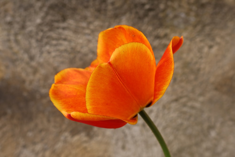 a close up of a single orange flower