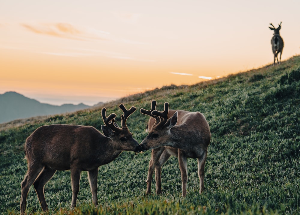 a couple of deer standing on top of a lush green hillside