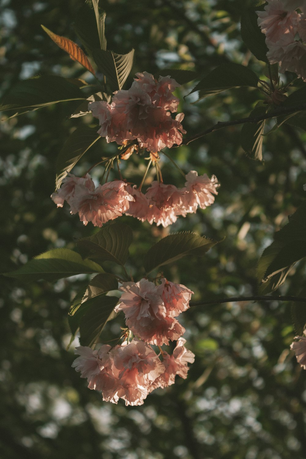 pink flowers are blooming on a tree branch