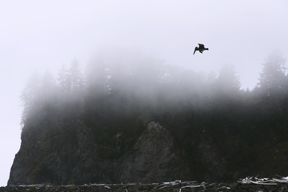 a bird flying over a mountain covered in fog