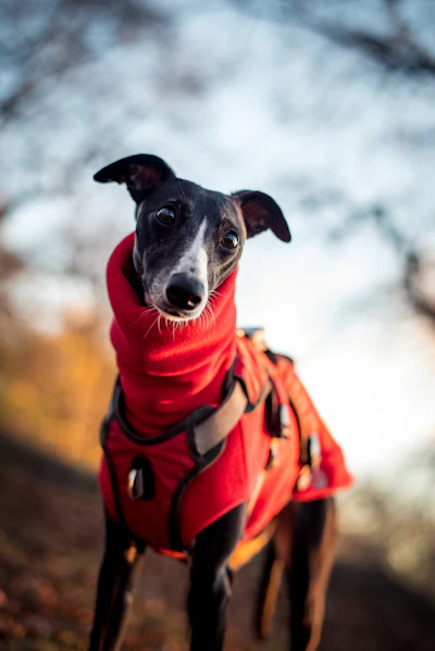Hazel, a black-and-white Whippet, in a red sweater in the autumn woods