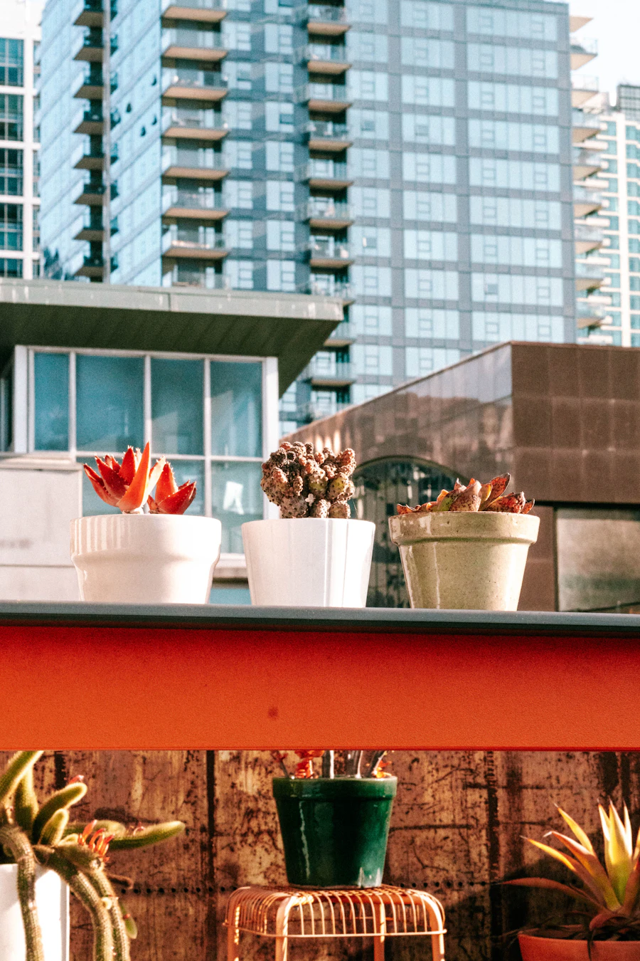 Potted plants on a sunny rooftop terrace with city buildings behind
