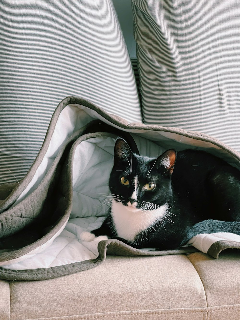 a black and white cat laying on top of a couch