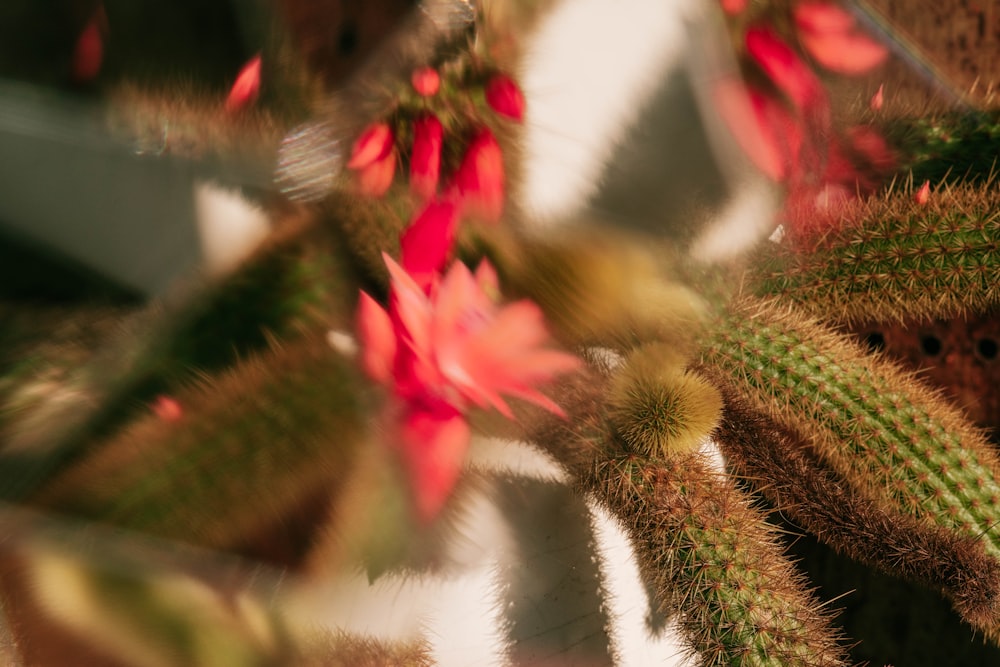 a close up of a cactus plant with red flowers