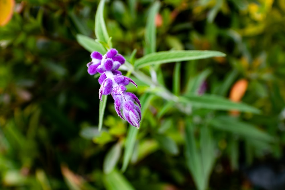 a purple flower with green leaves in the background