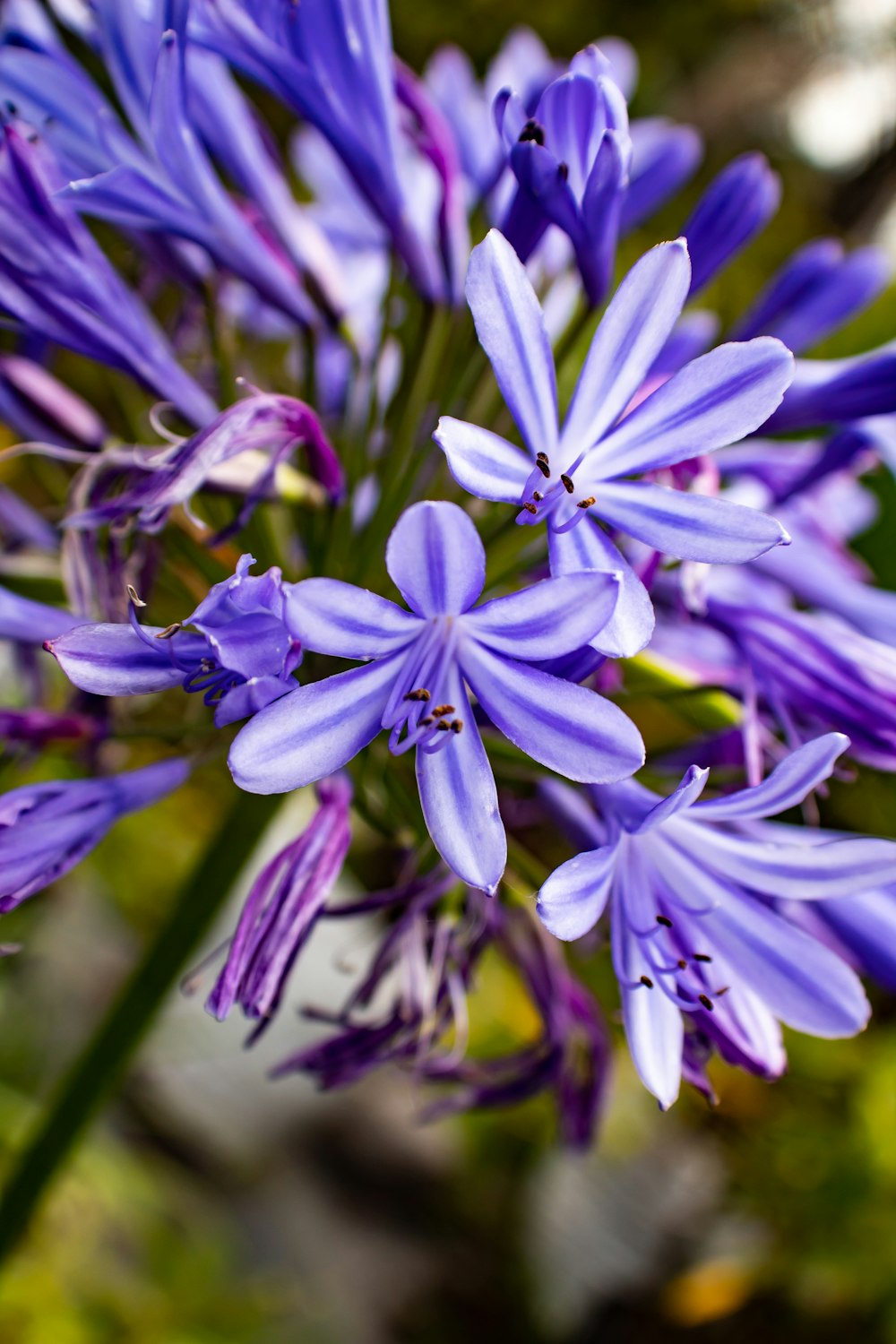 a close up of a bunch of purple flowers