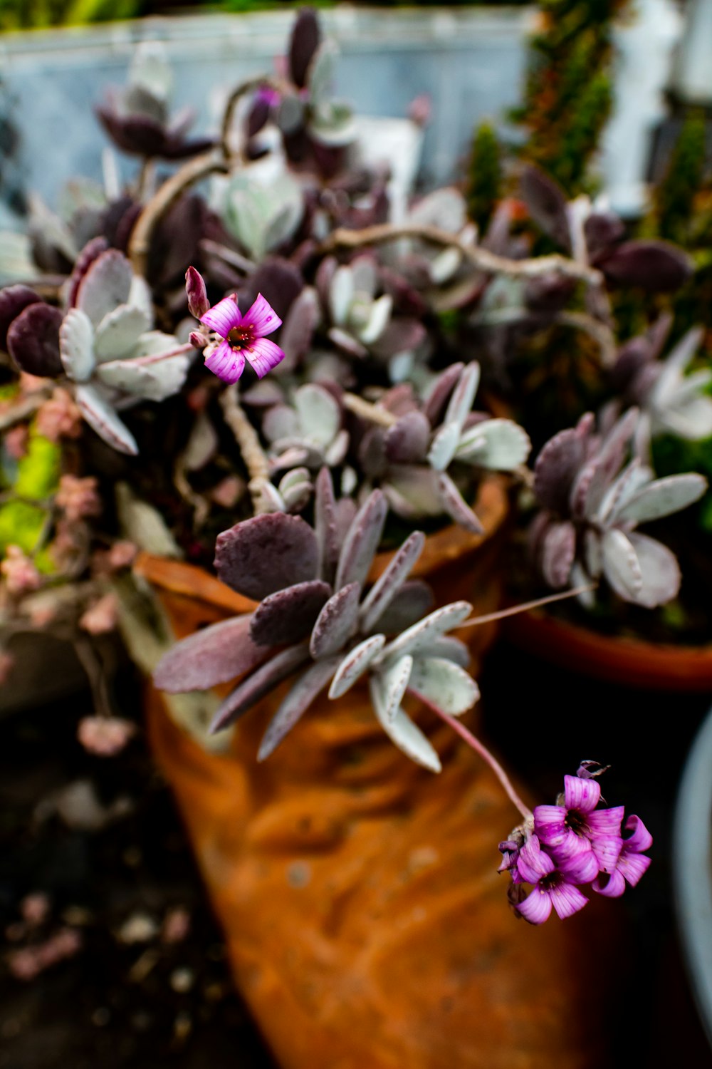 a close up of a potted plant with purple flowers
