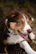 Close-up of a Border Collie with bright eyes and a playful expression.