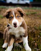 a brown and white dog sitting on top of a grass covered field