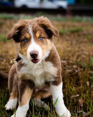 a brown and white dog sitting on top of a grass covered field