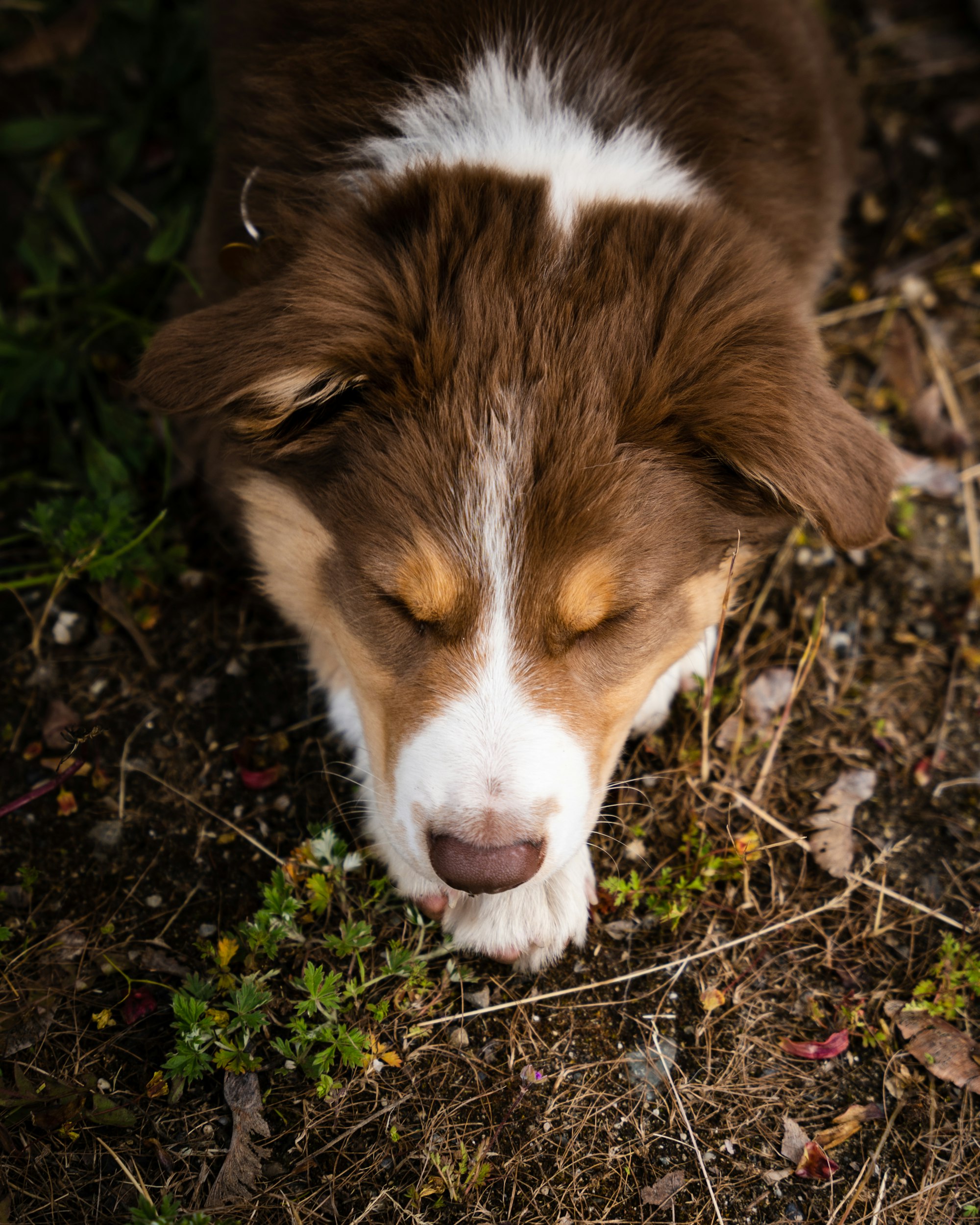 Brown Australian Shepherd relaxing