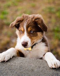 a brown and white dog laying on top of a rock