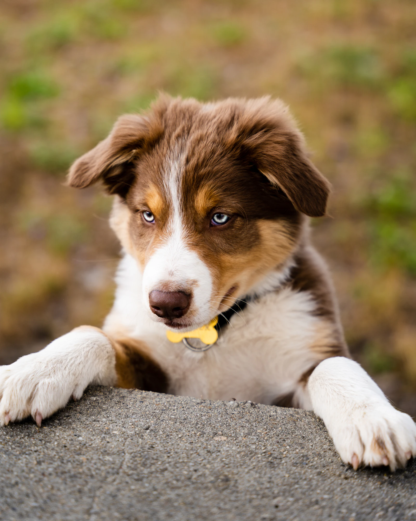 Slaney, a red tri Australian Shepherd puppy with blue eyes and a yellow collar, resting his paws on a rock