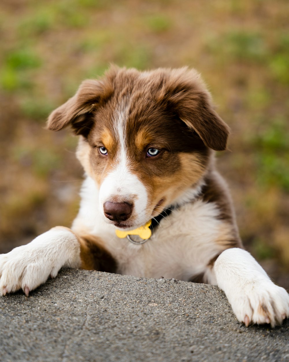 a brown and white dog laying on top of a rock