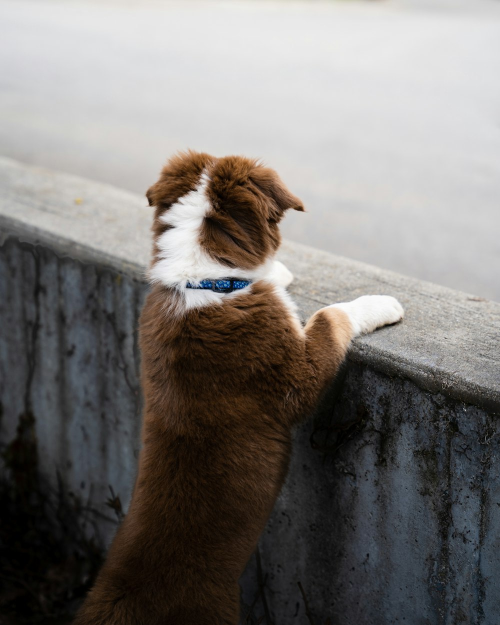 un chien brun et blanc debout sur ses pattes arrière