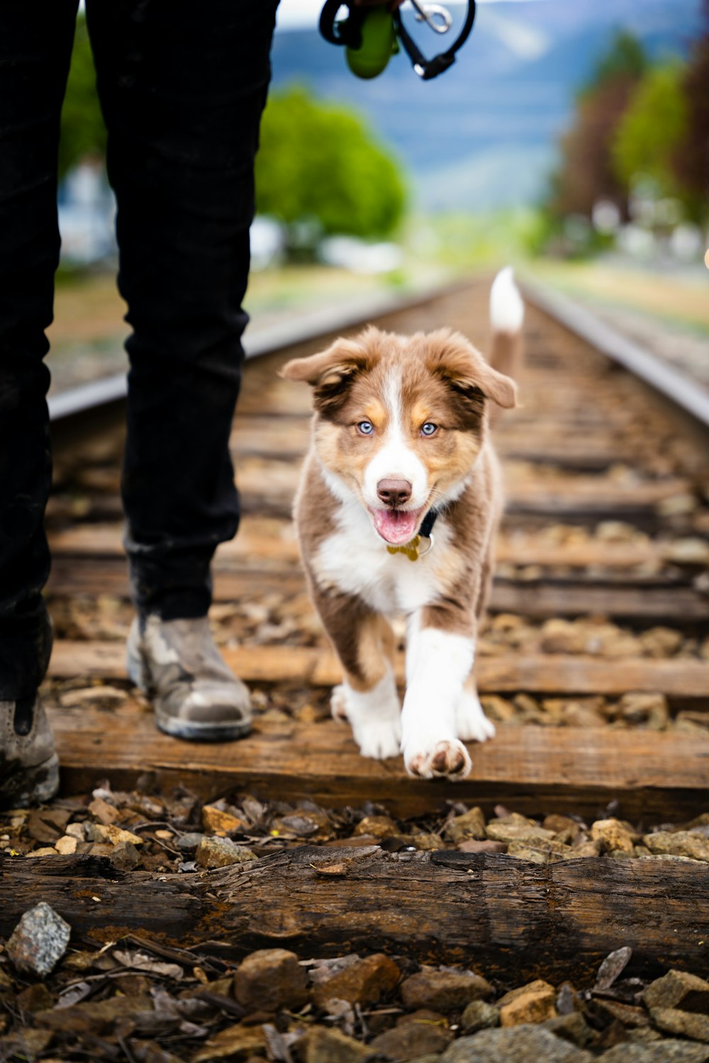 a brown and white dog walking down a train track