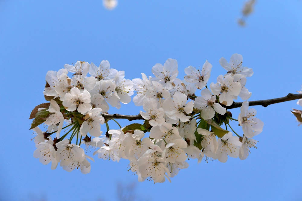 a branch with white flowers against a blue sky