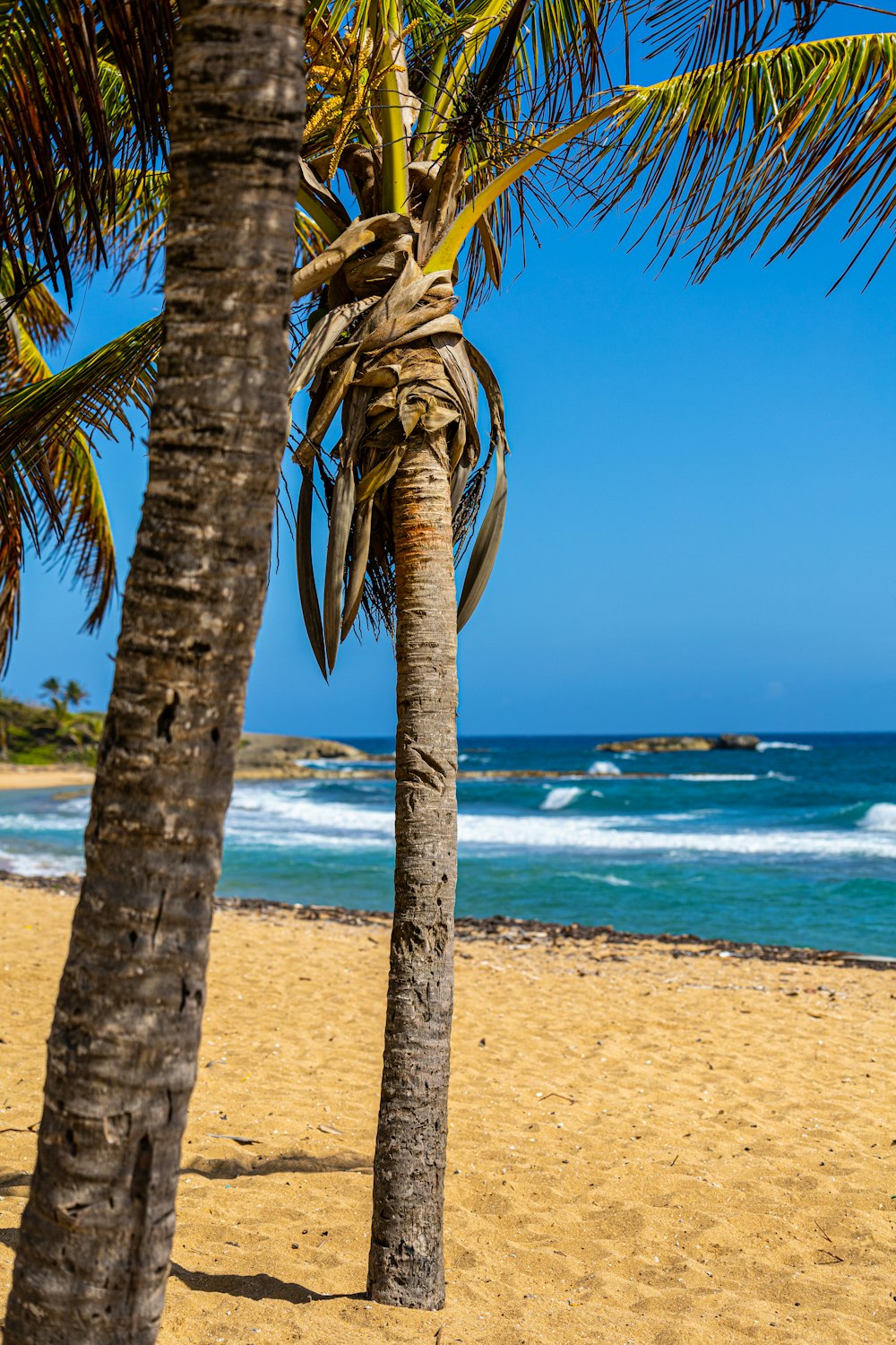 a palm tree on a beach with the ocean in the background