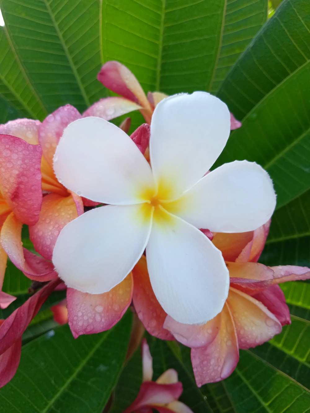 a white and pink flower with green leaves