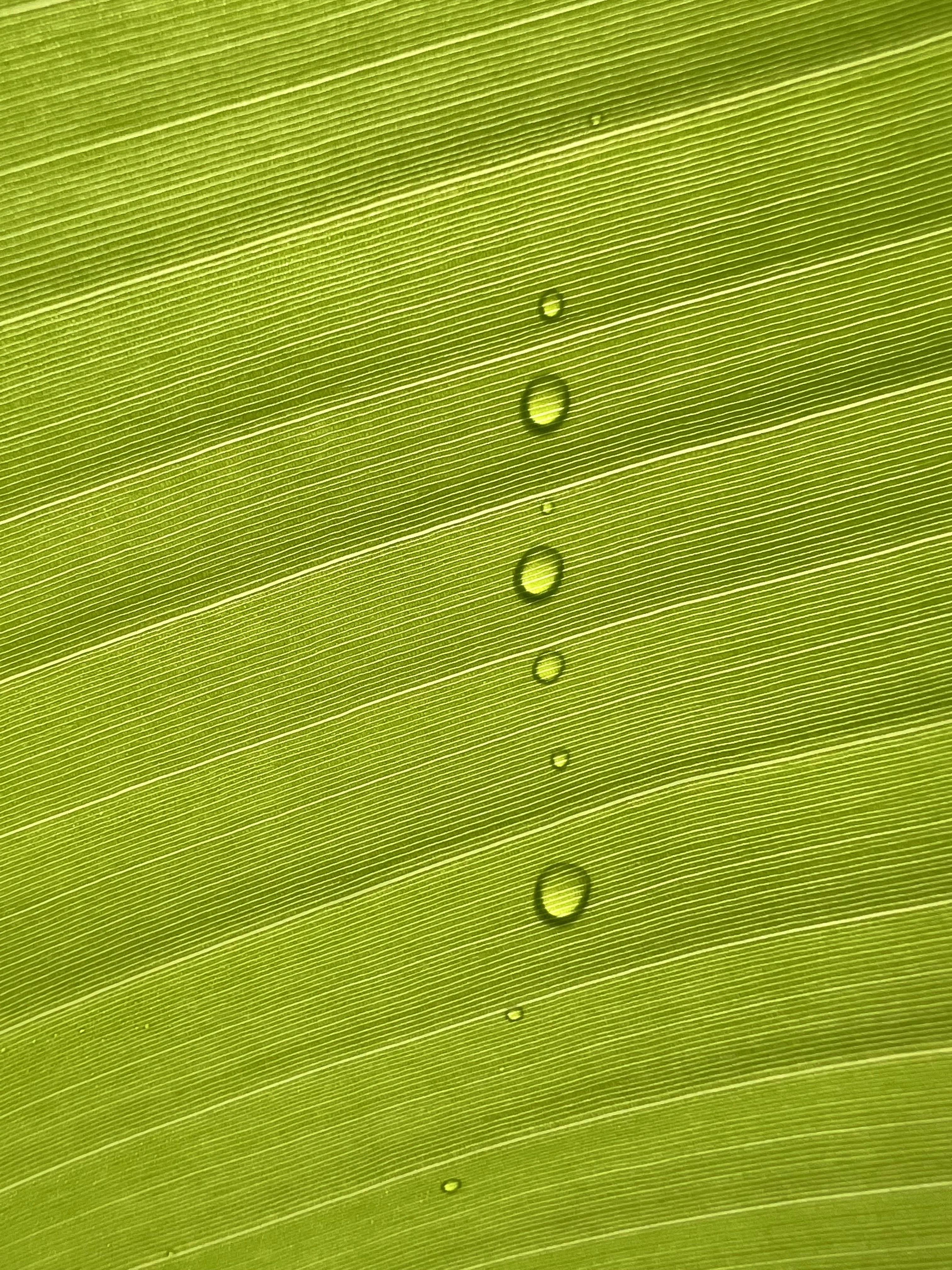 a green leaf with water drops on it