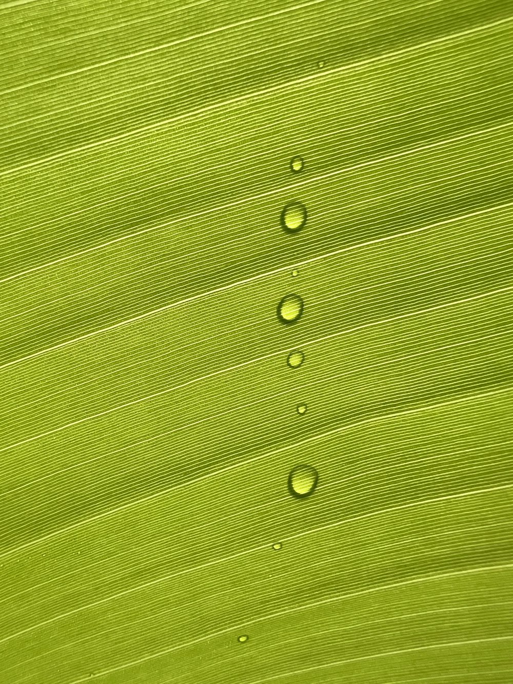 a green leaf with water drops on it