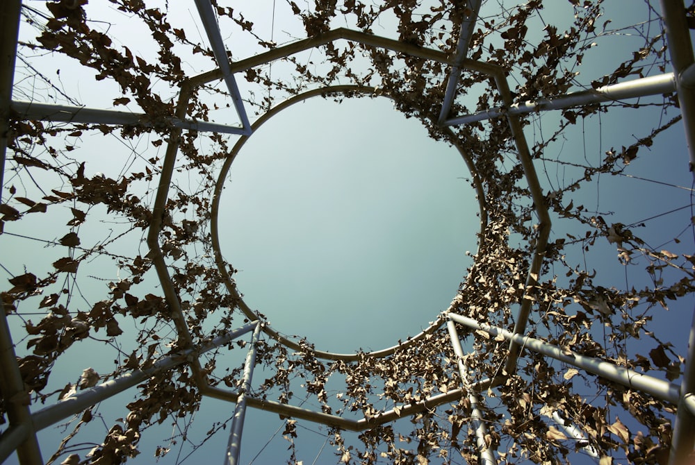 a circular mirror with vines growing on it